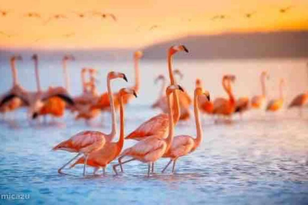 Apartamento Flamingo *
